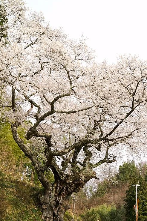 Momozen Cherry Blossom