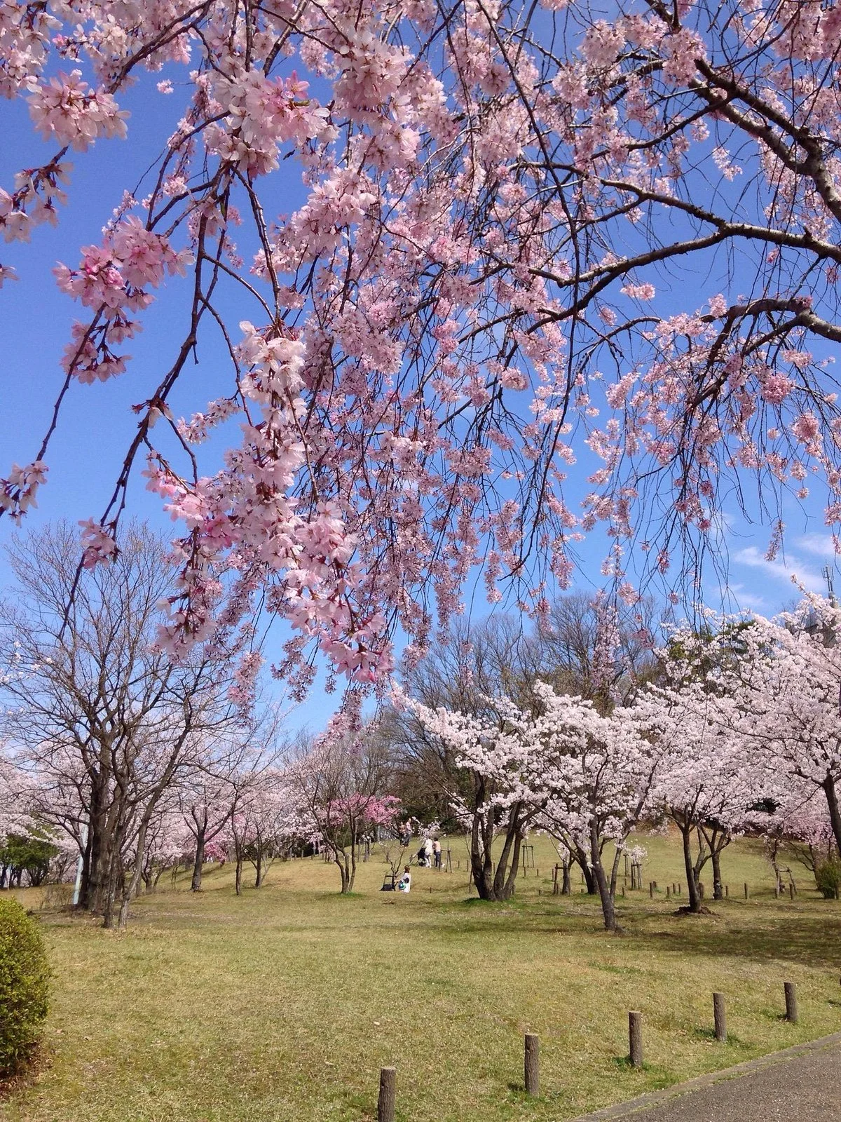 Fujigaoka Design Park