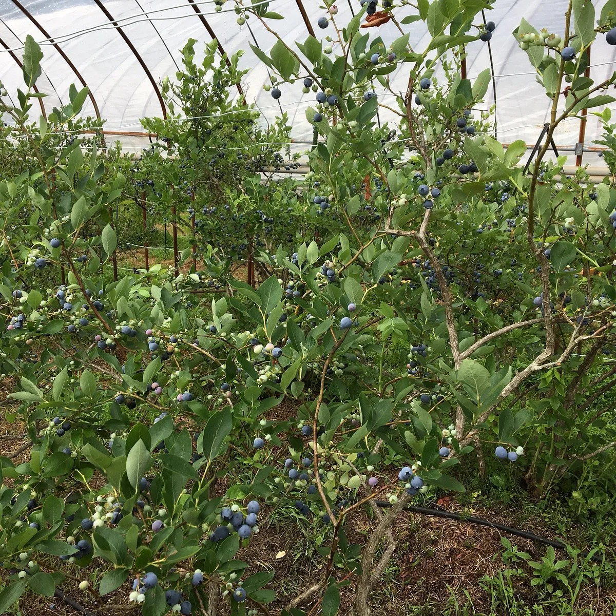 Tagami Farm