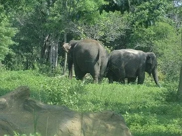 Ridiyagama Safari Park