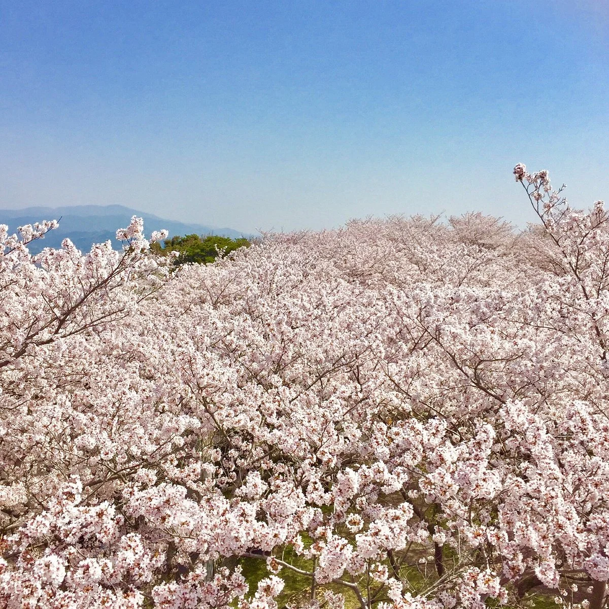 Otoyama Observatory