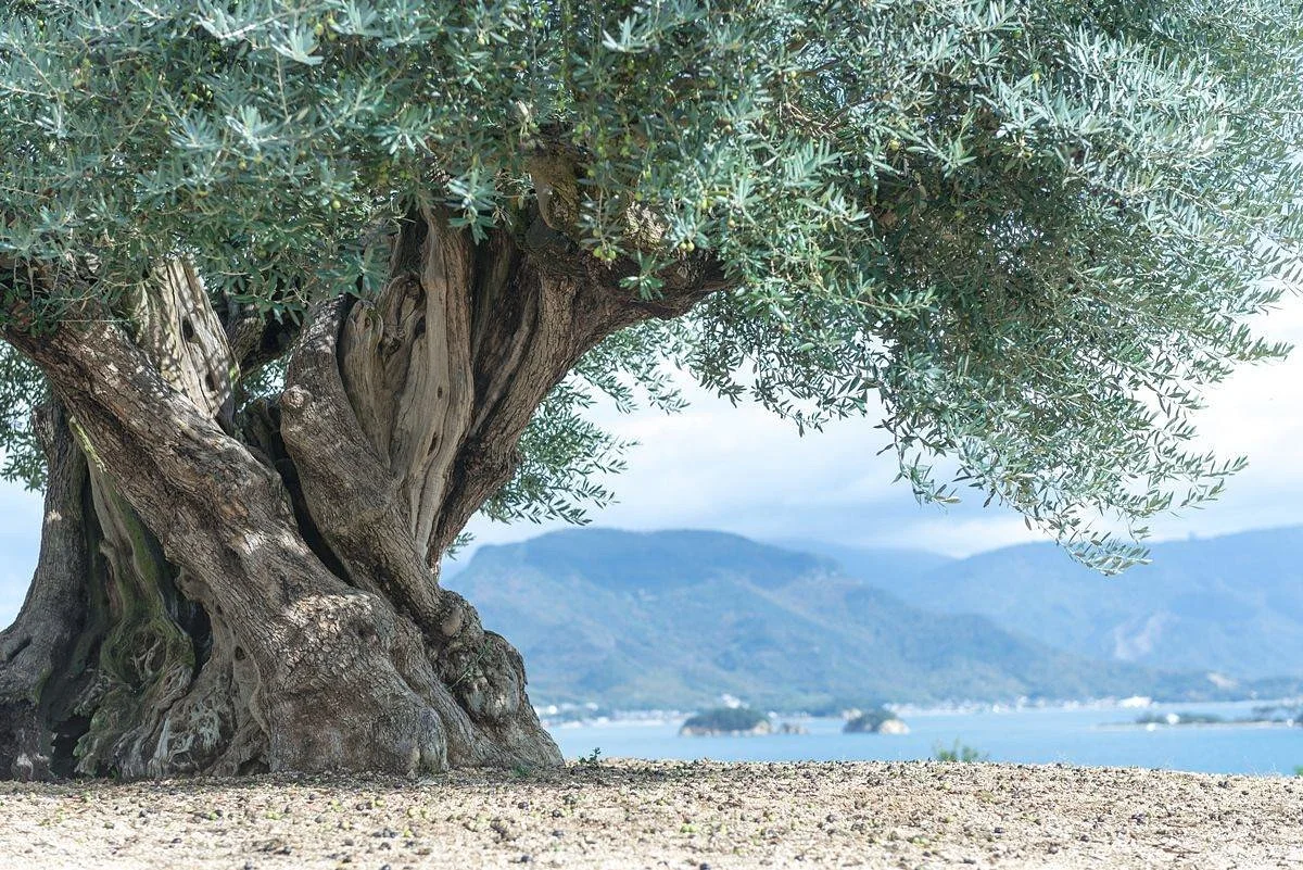1000 Years Olive Tree