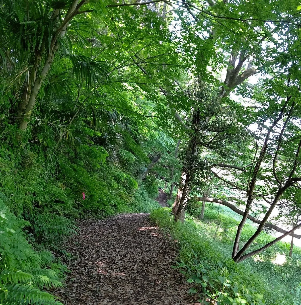 Ryokuchi Park