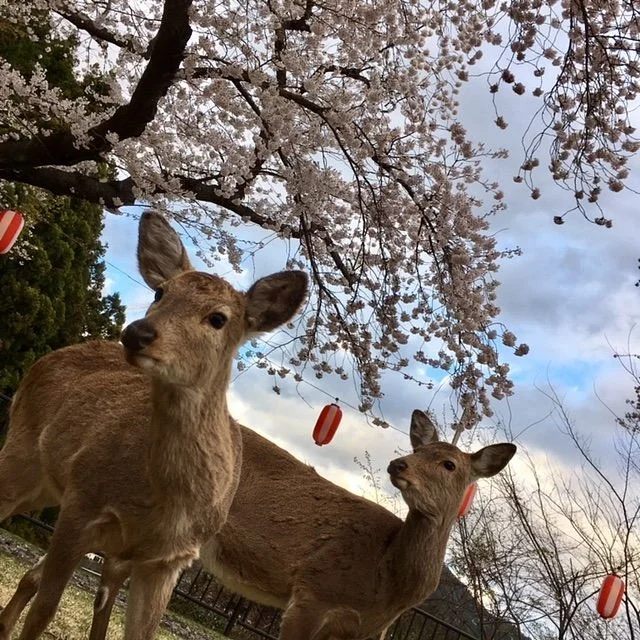 Yakushi Park