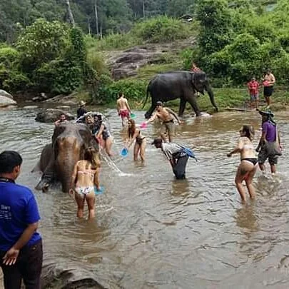 Maewang Elephant Care