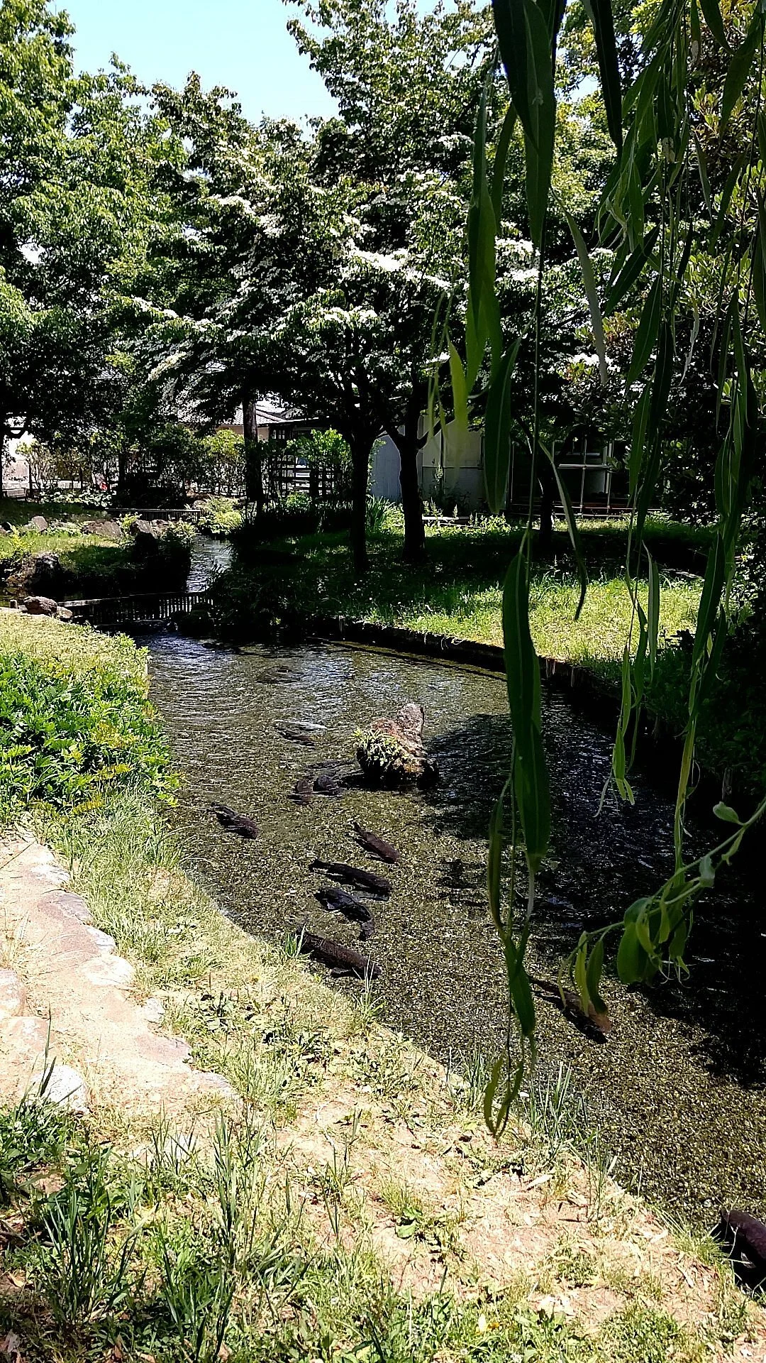 Salmon Park