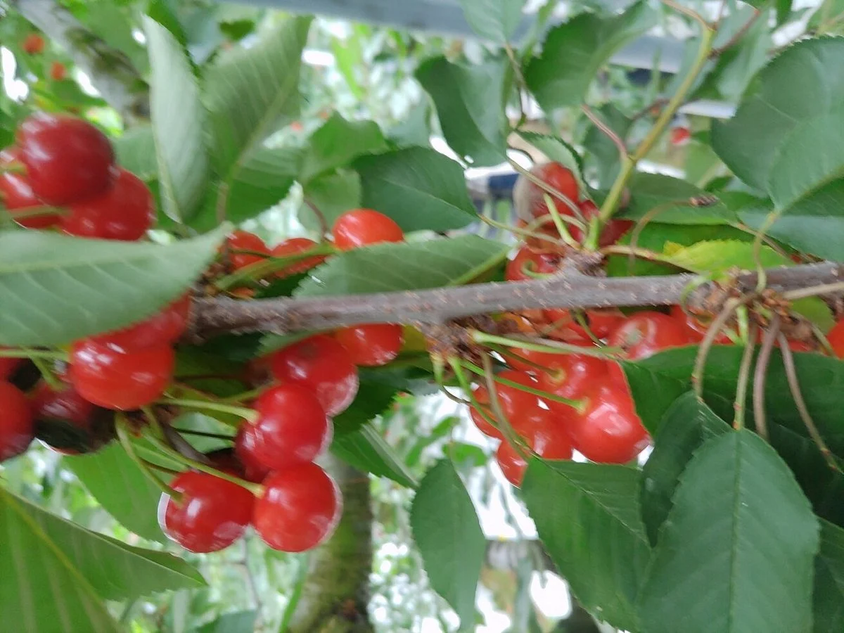 Marusei Orchard