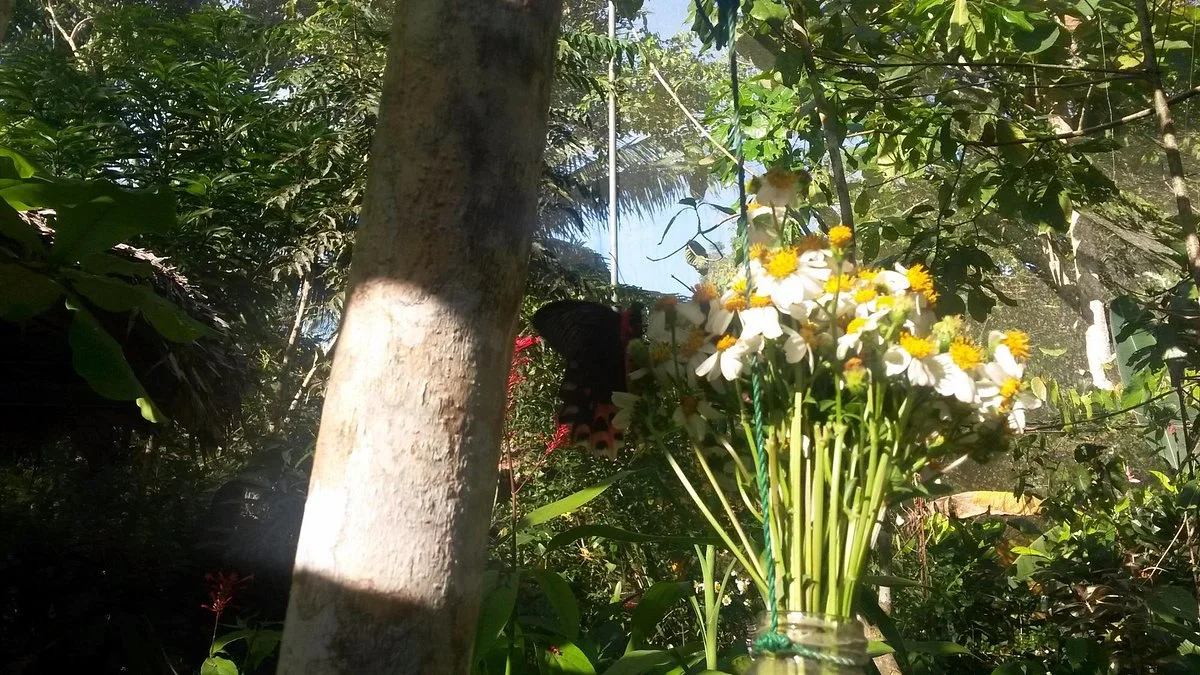 Boracay Butterfly Garden