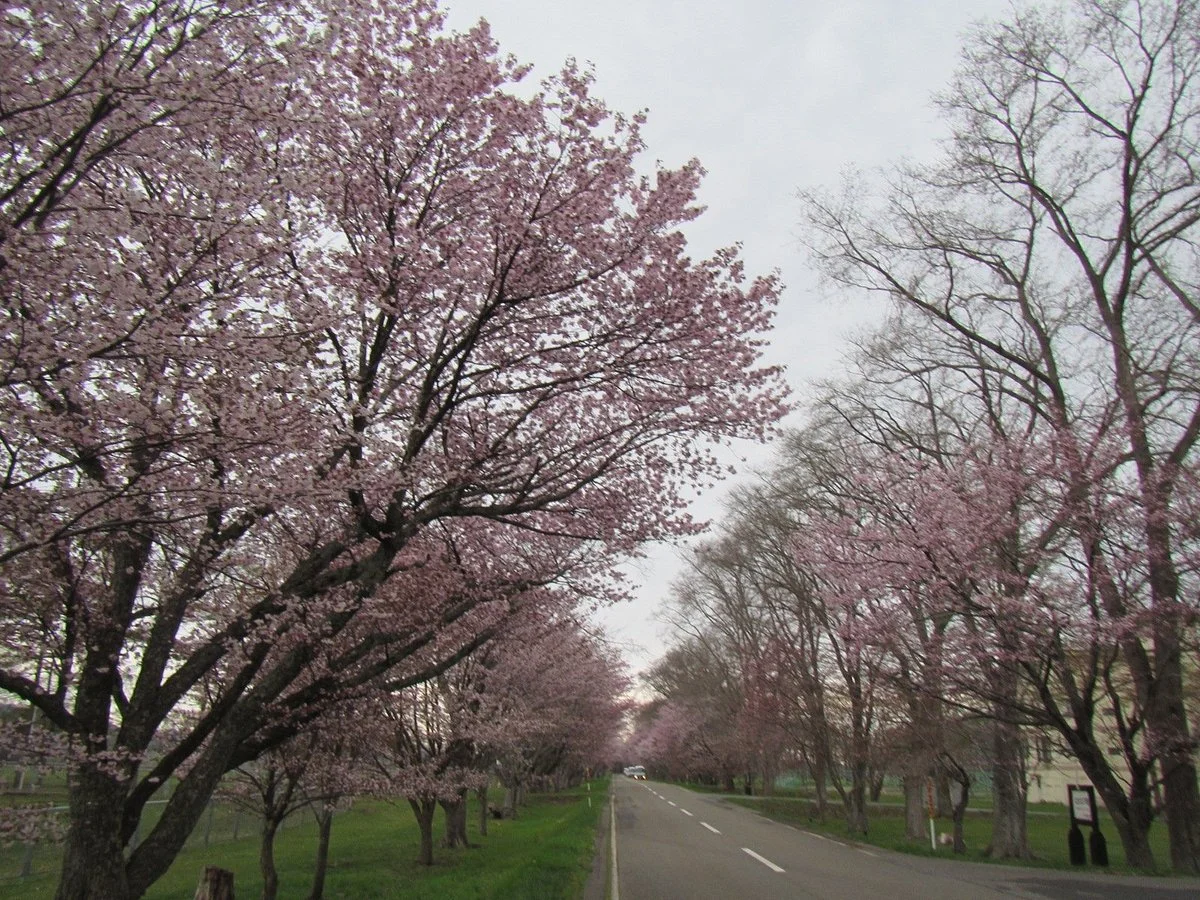 Yushun Sakura Road