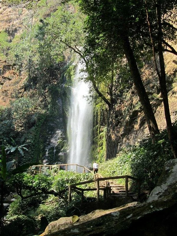 Tropical Rain Forest, Moli