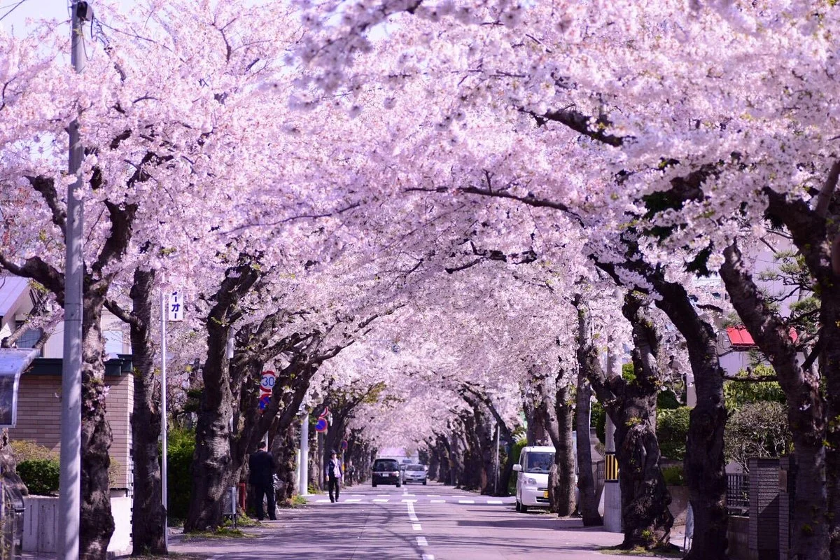 Sakuragaoka St.