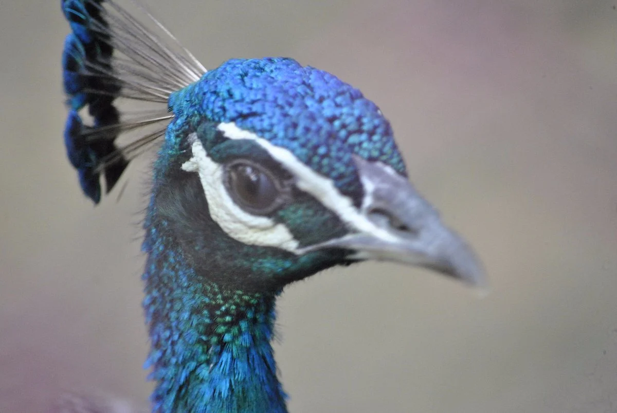Birsa Zoological Park