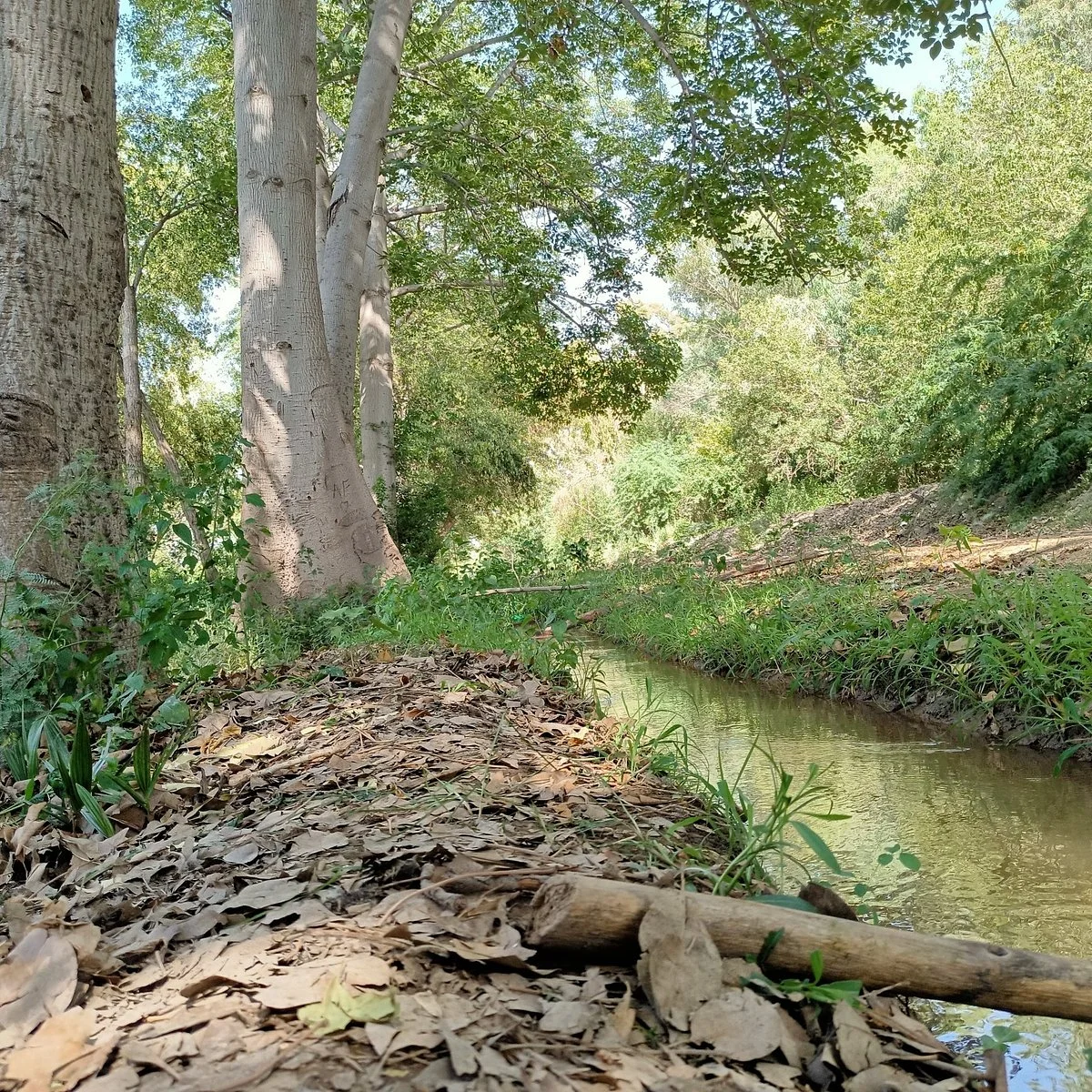 Lal Suhanra National Park