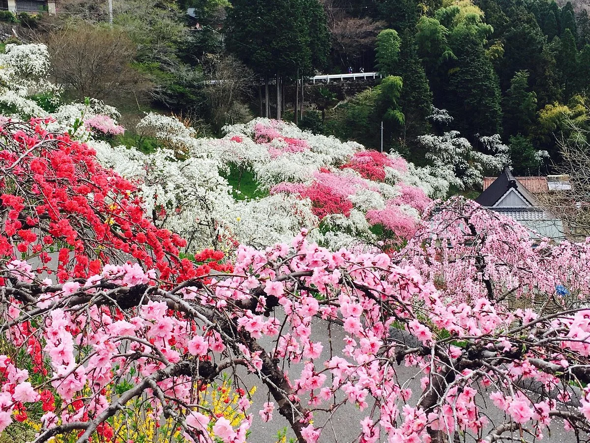 Kaminakano Shidaremomo