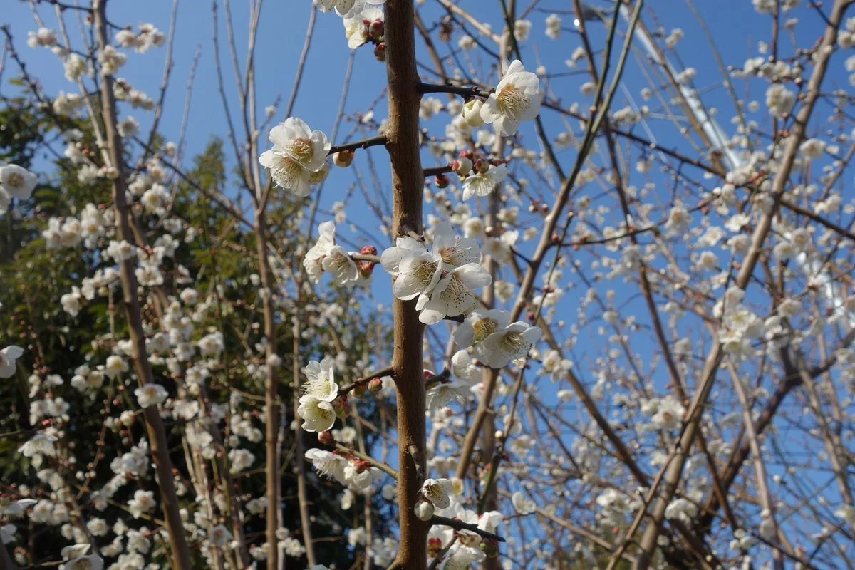 Hachimanshita Park