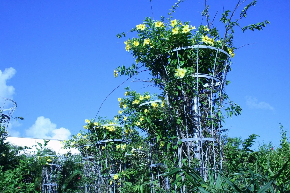 Full Fula Garden