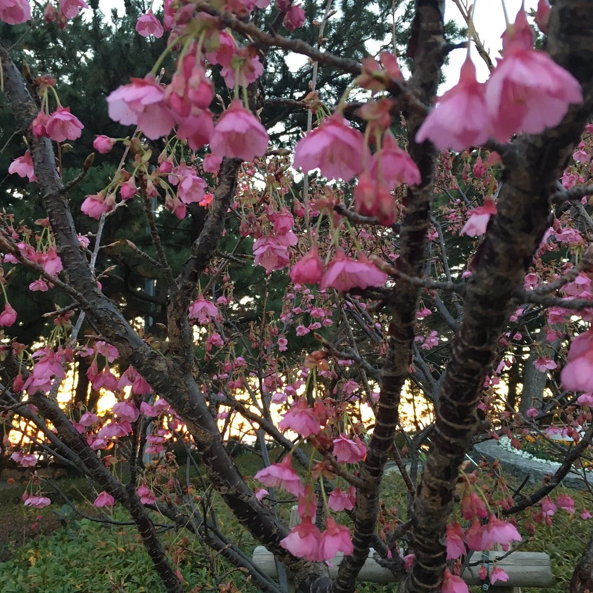 Matsubara Park
