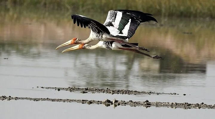 Orana Conventions