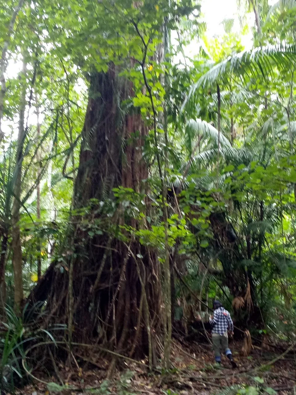 Nantu Forest