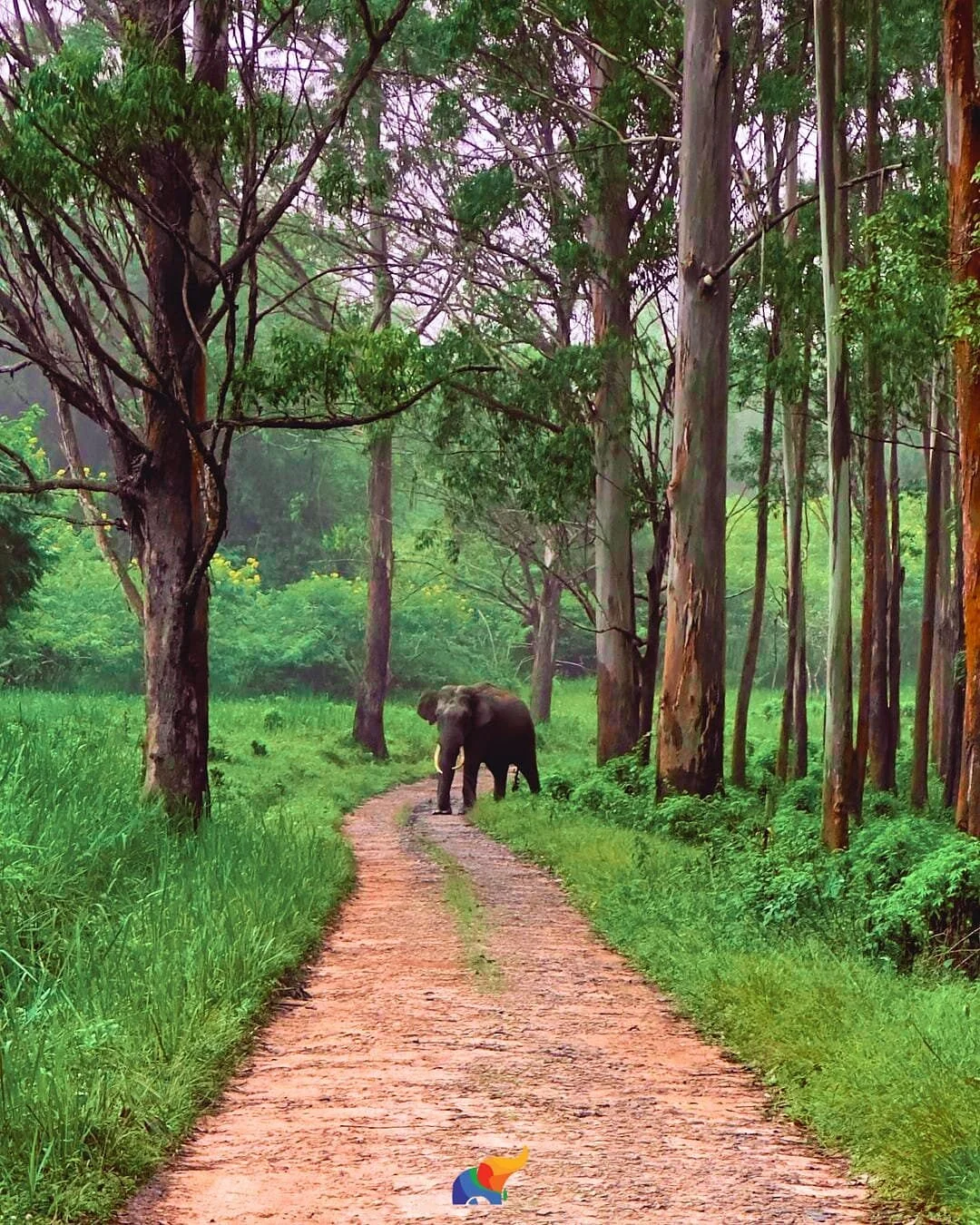 Wayanad Wildlife Sanctuary
