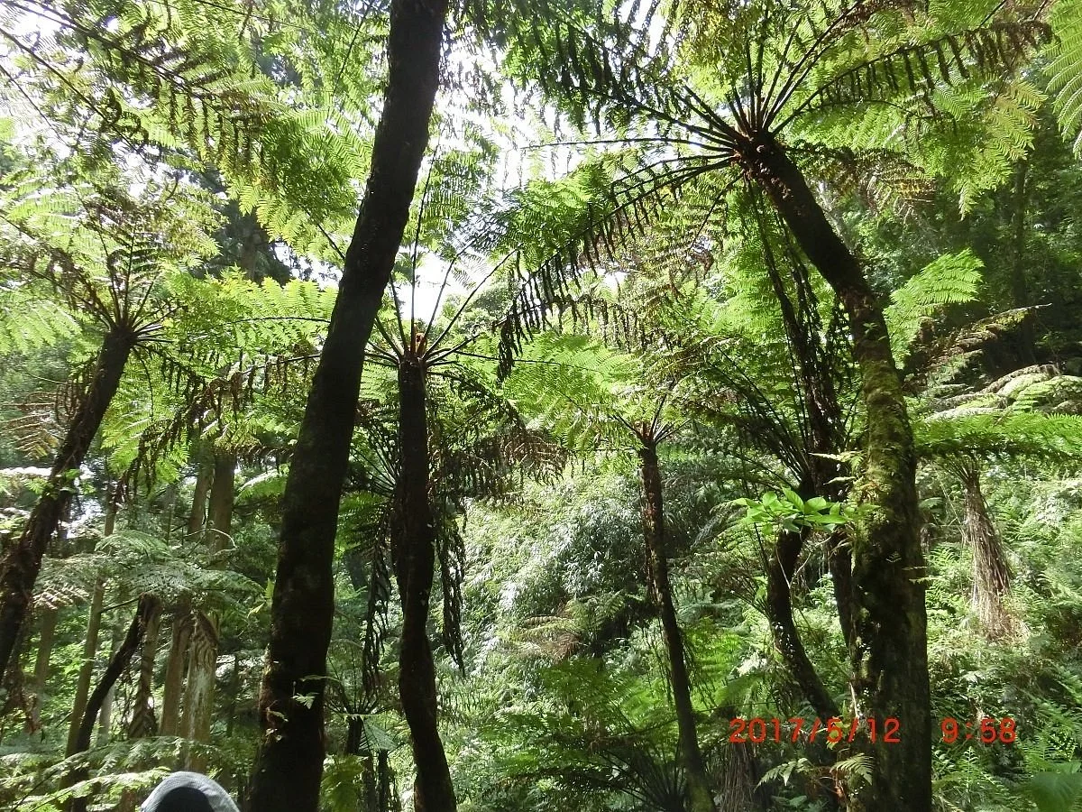 Hego Forest