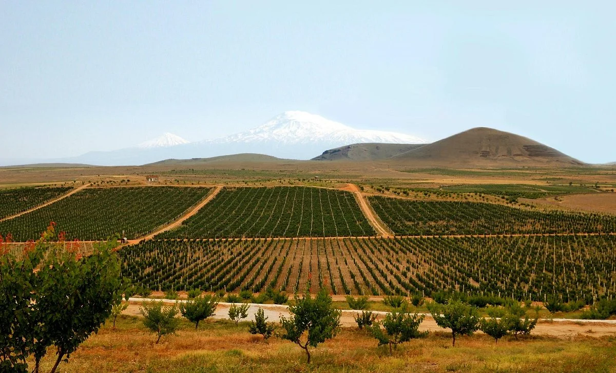 Golden Grape Armas Estate
