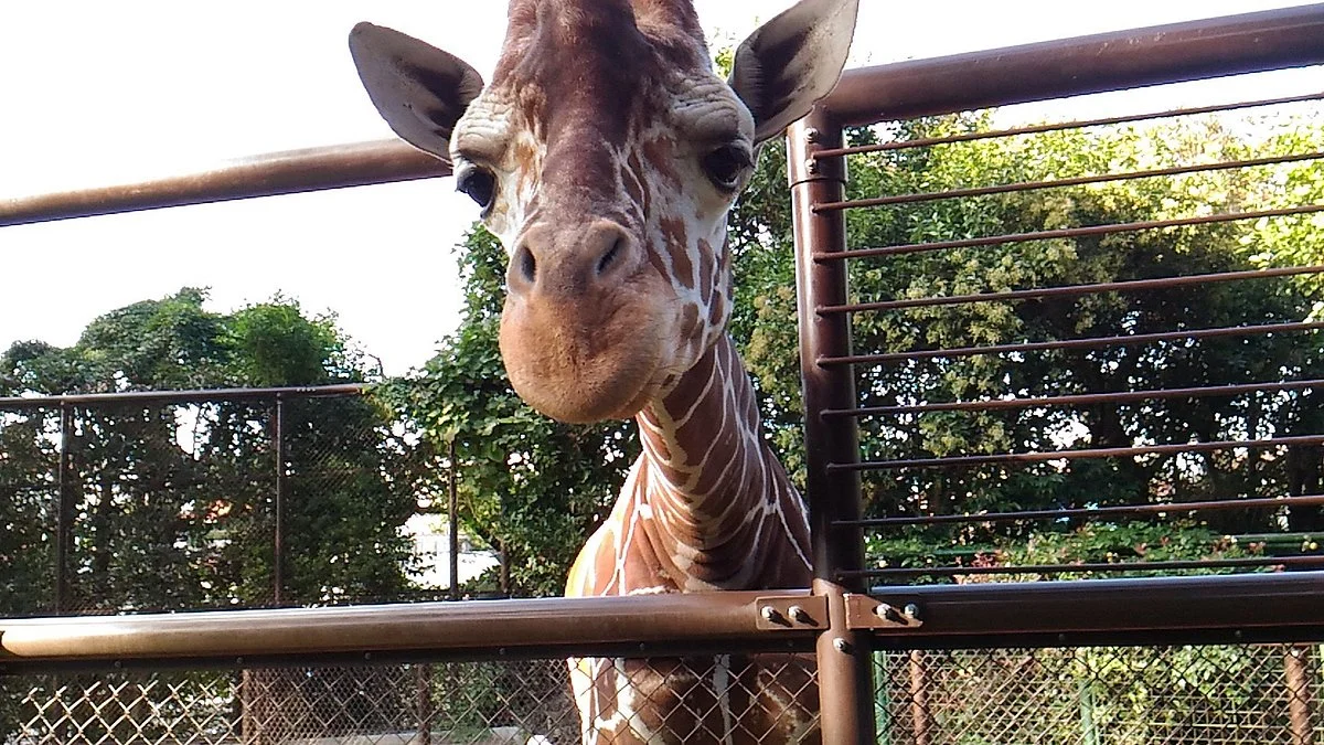 Nogeyama Zoo