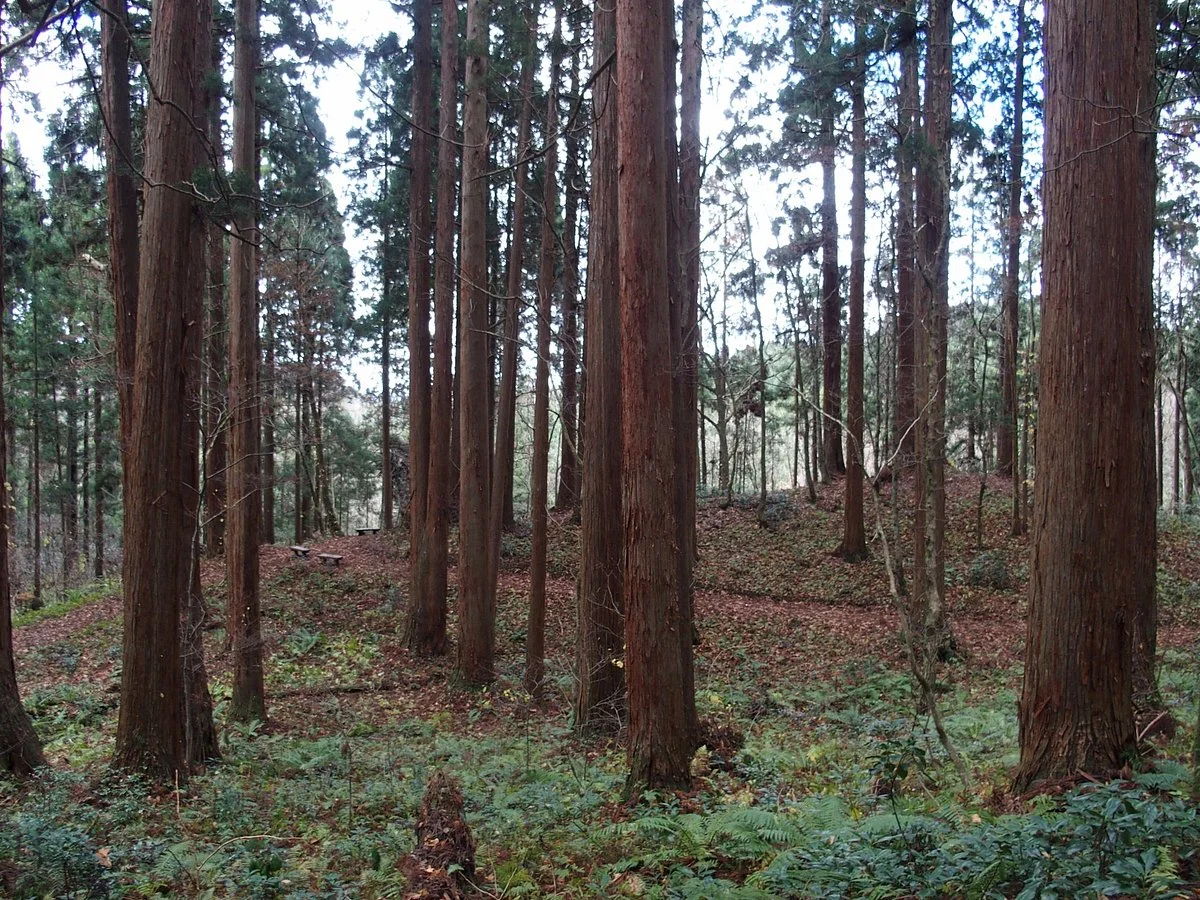 Kamiouchisawa Nature Observation Training Forest