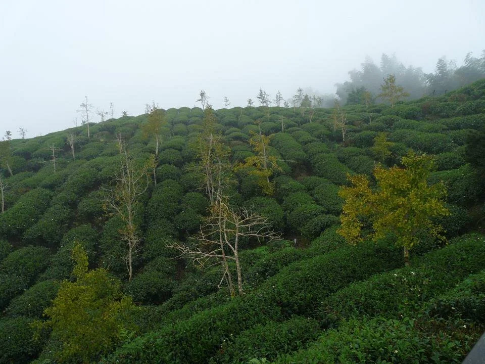 Lugu Tea Culture Center
