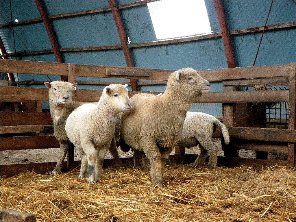 Ishida Sheep Farm