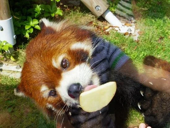 Itozu no Mori Zoological Park