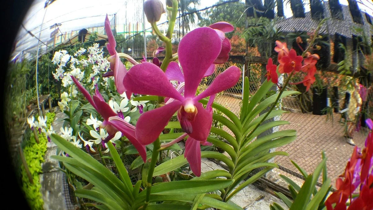 Orchid Park Indonesia Permai