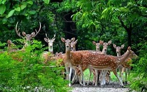 Bethuadahari Wildlife Sanctuary
