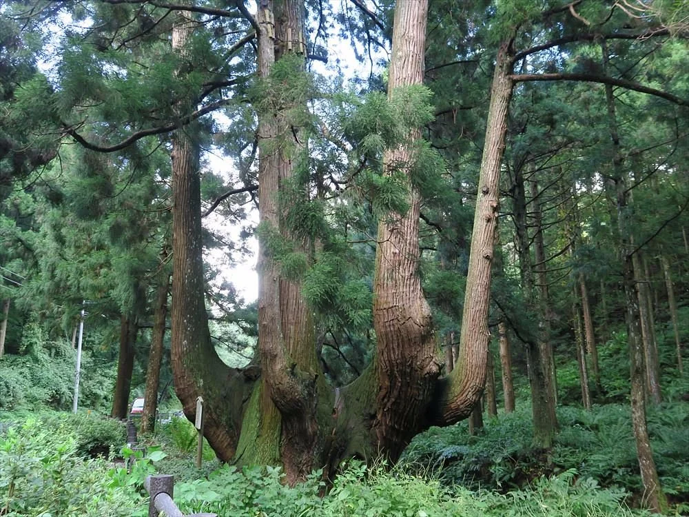 Nakamura Kaburasugi