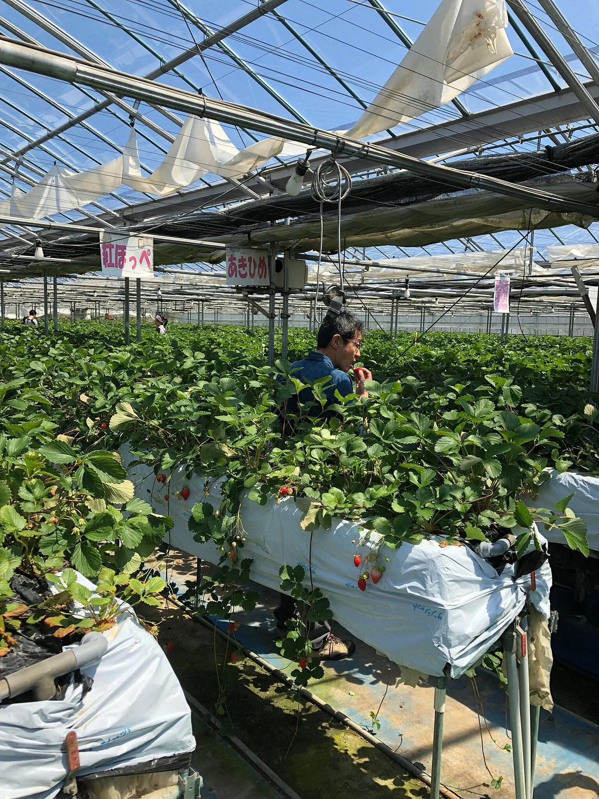 Strawberry House Takahashi