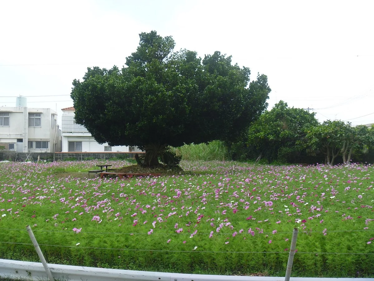 Uchimaudon Cosmos Field