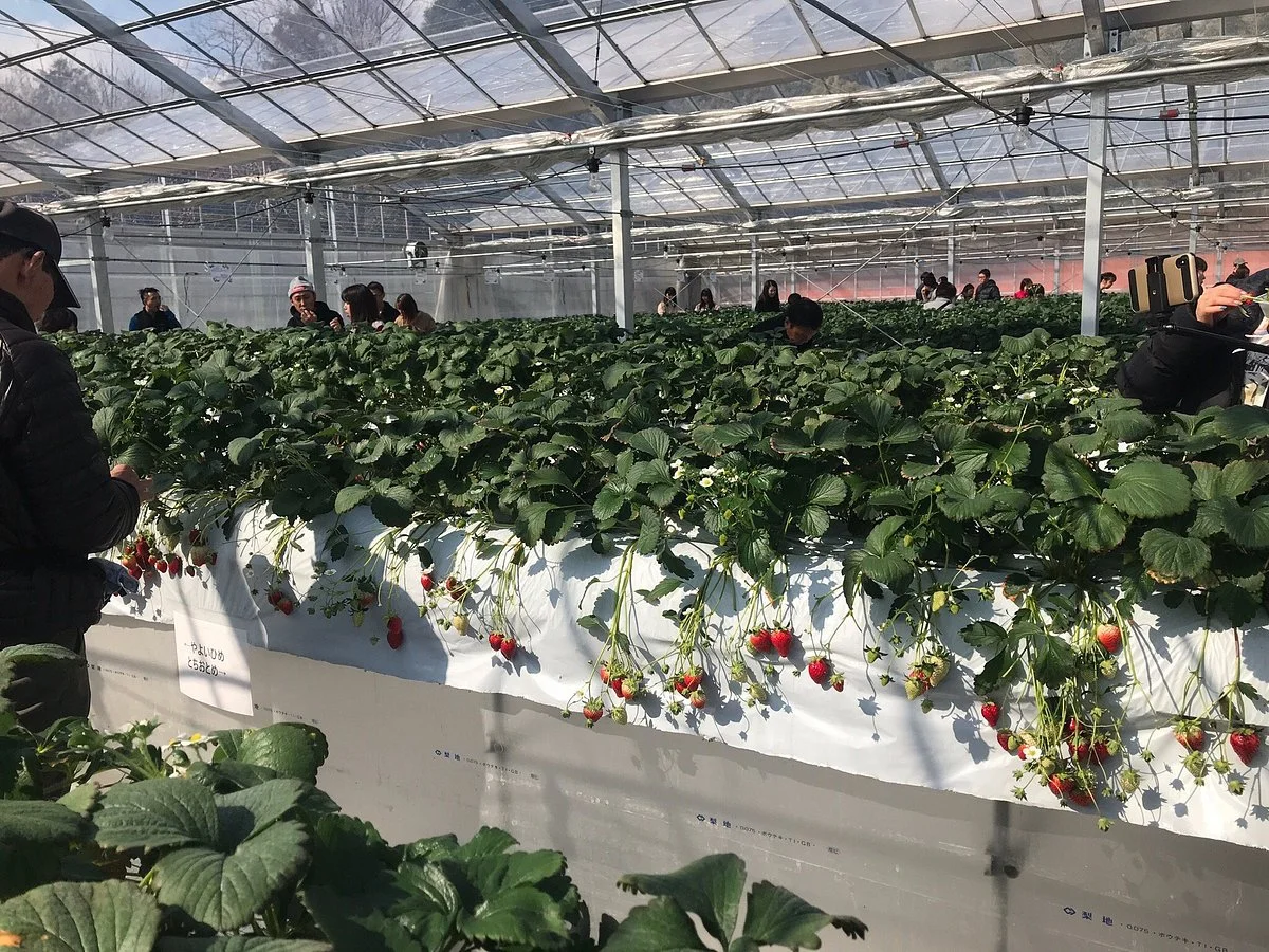 Murakami Strawberry Farm