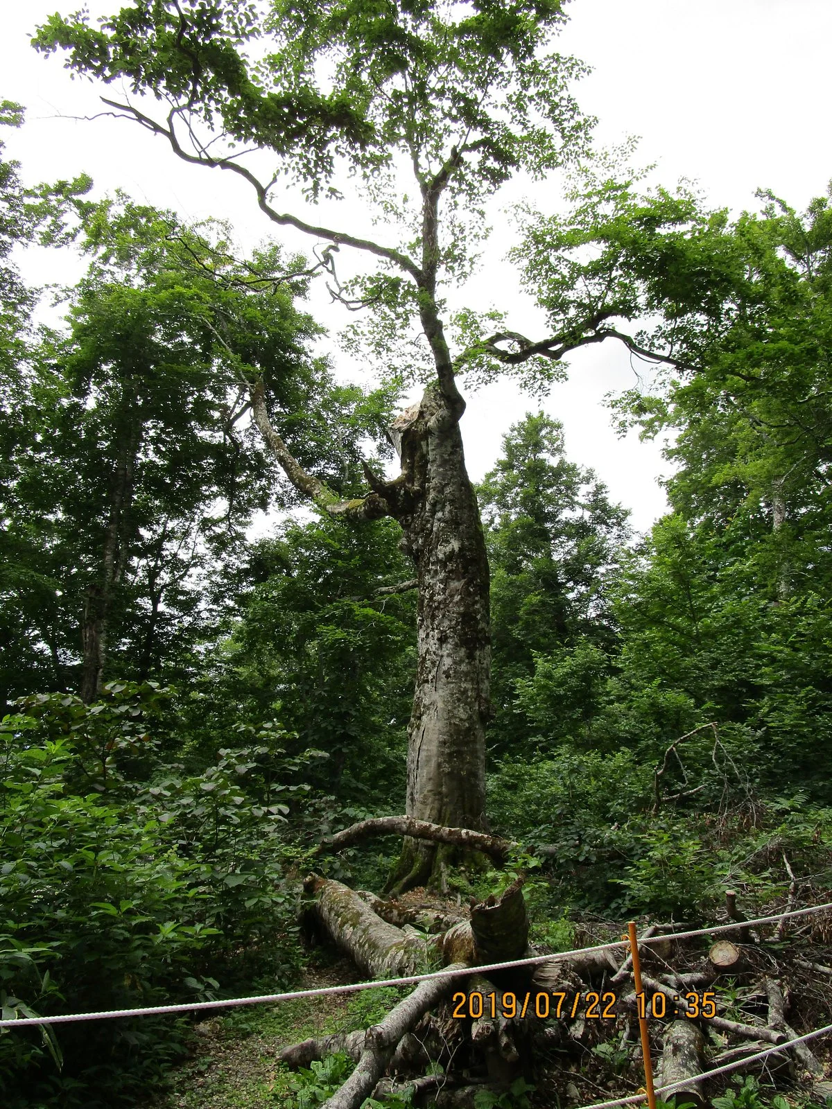 Mother Tree