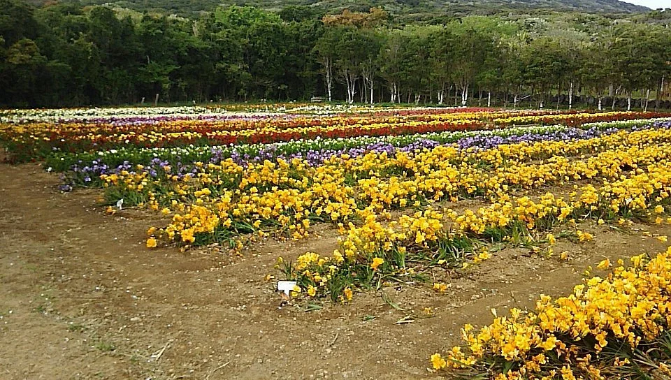Hakkeisan Freesia Farm