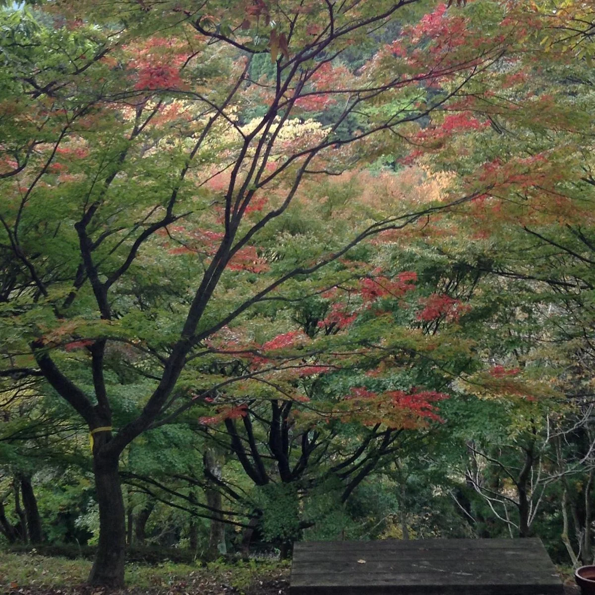 Kanagawa Prefecture 21st Century Forest