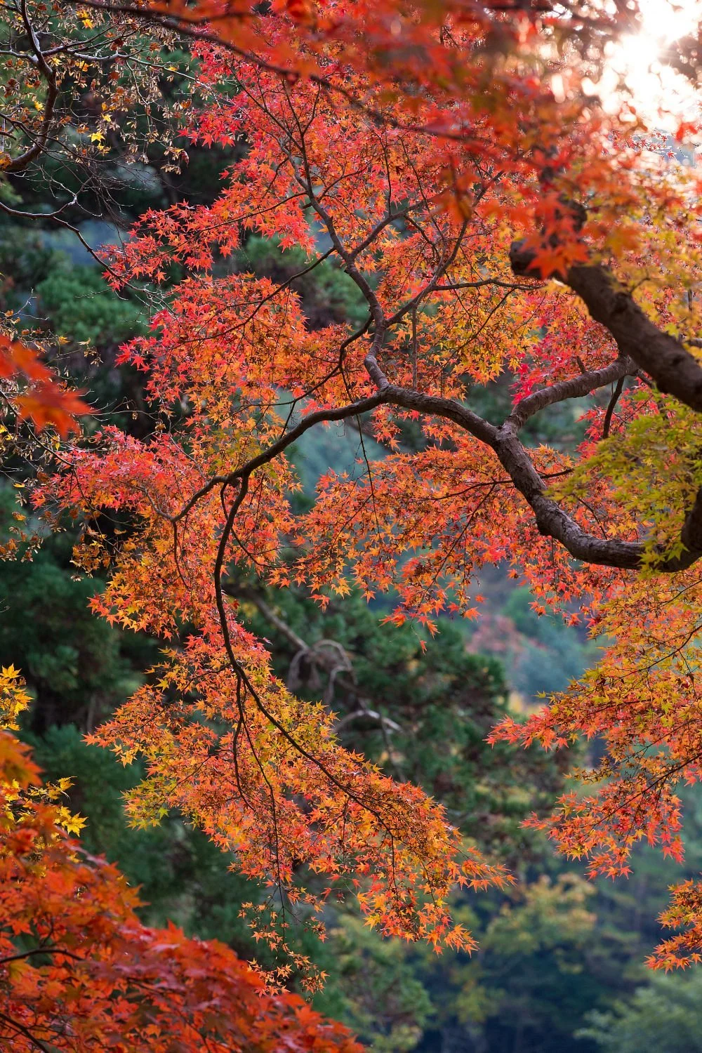 Zuihoji Park