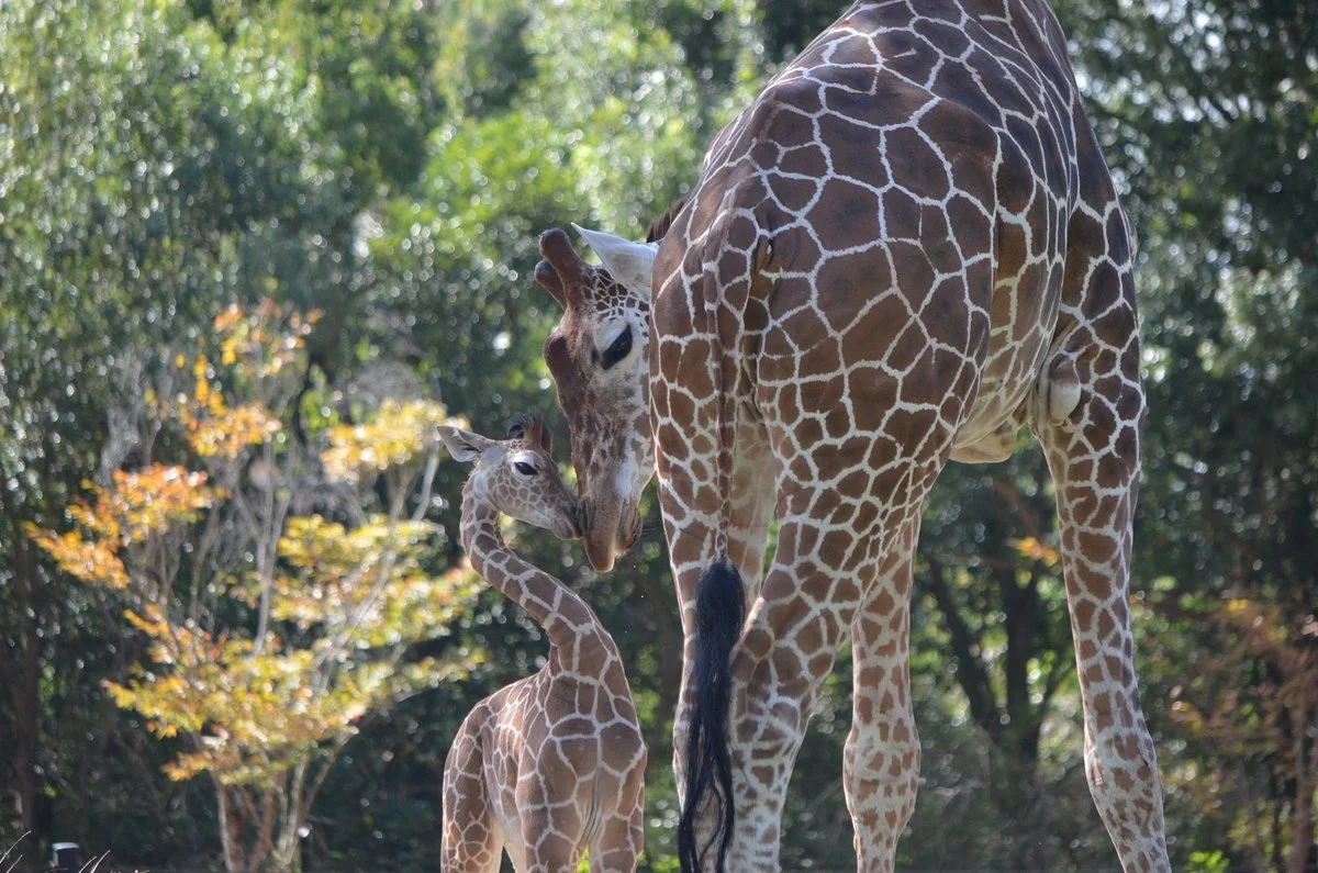 Noichi Zoological Park of Kochi Prefecture