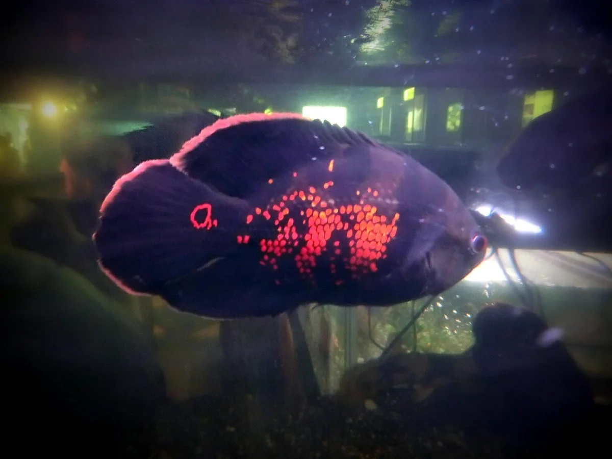 Takachiho Gorge Freshwater Fish Aquarium