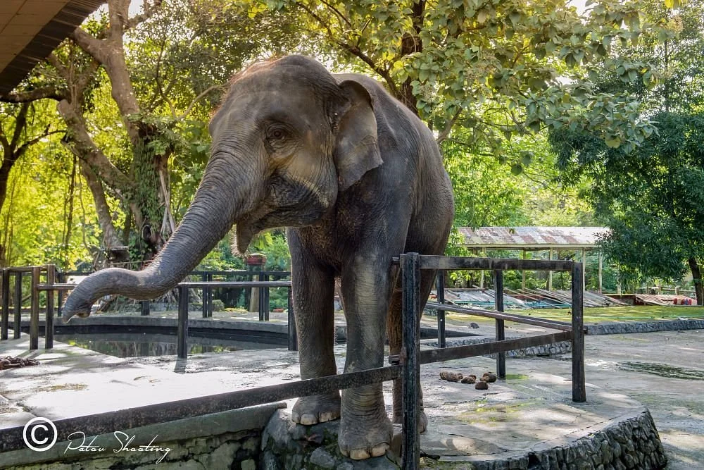 Yangon Zoo