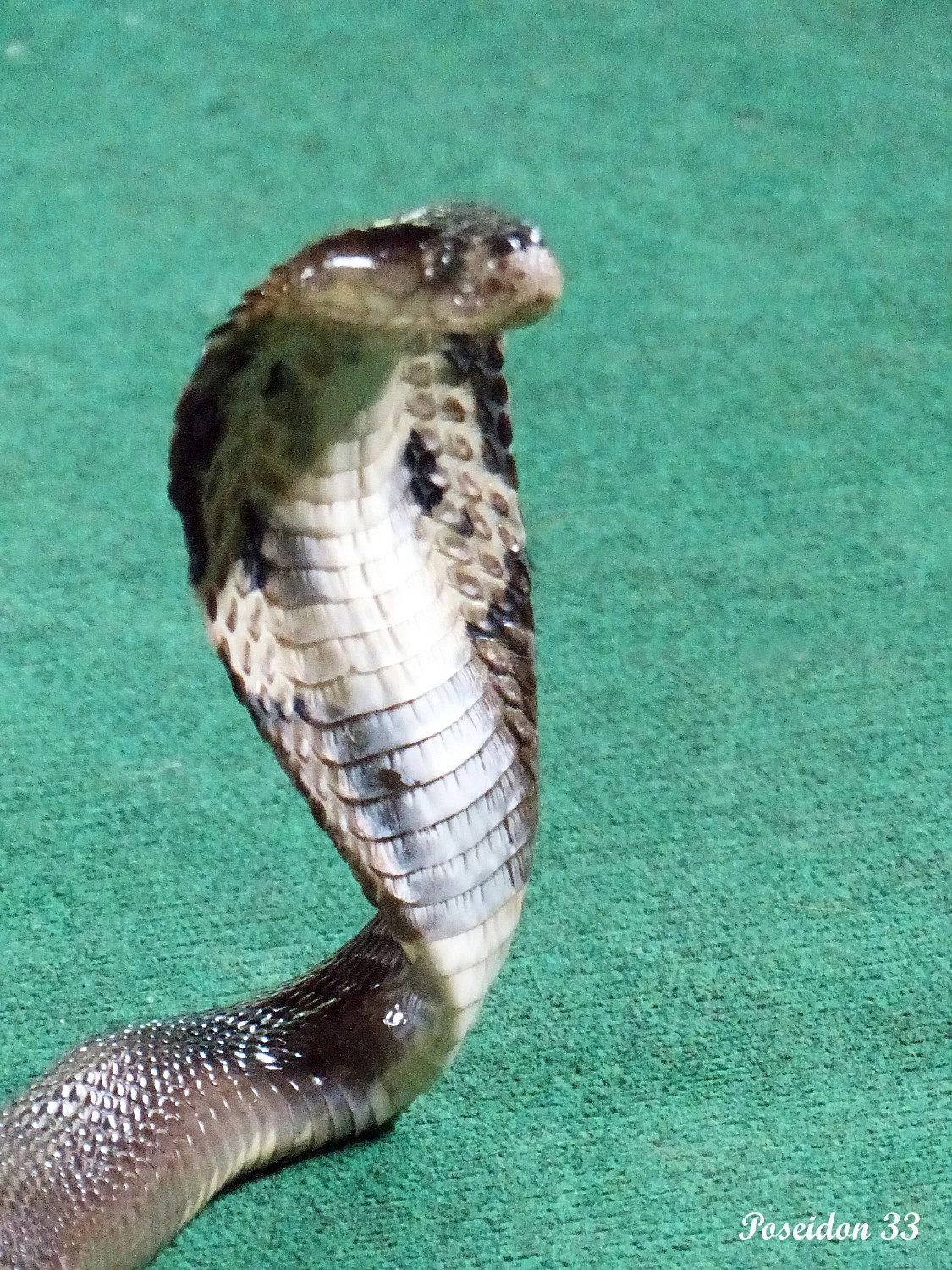 Samui Snake Farm
