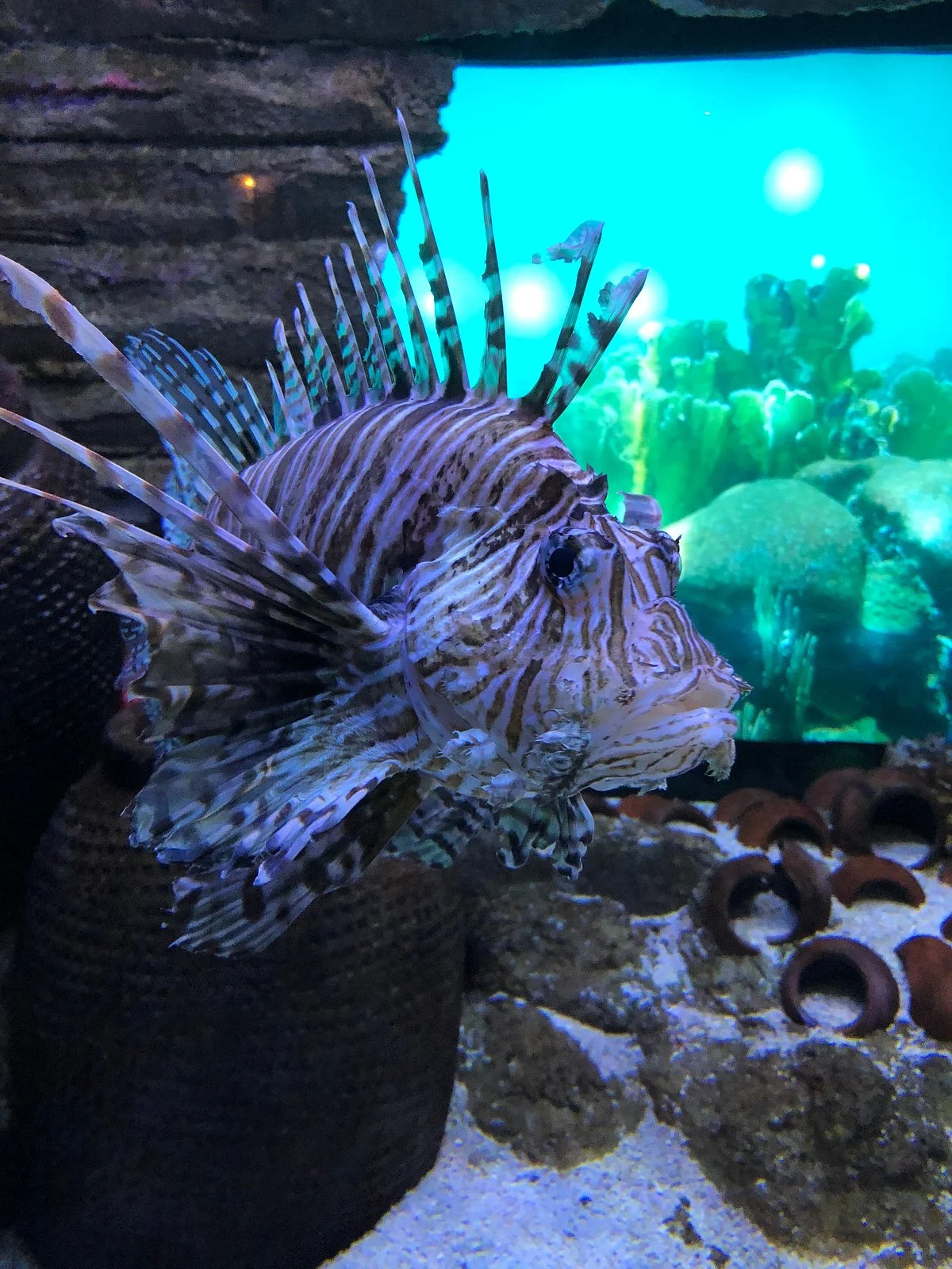 Aquaria