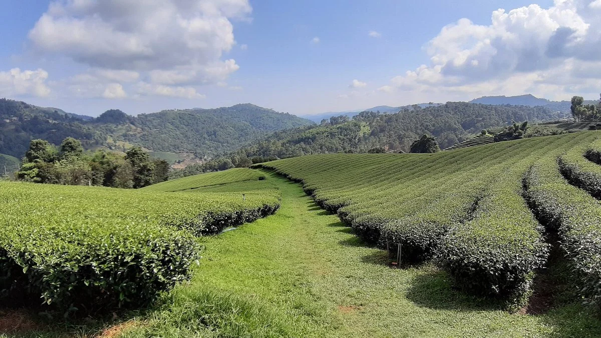 101 Tea Plantation