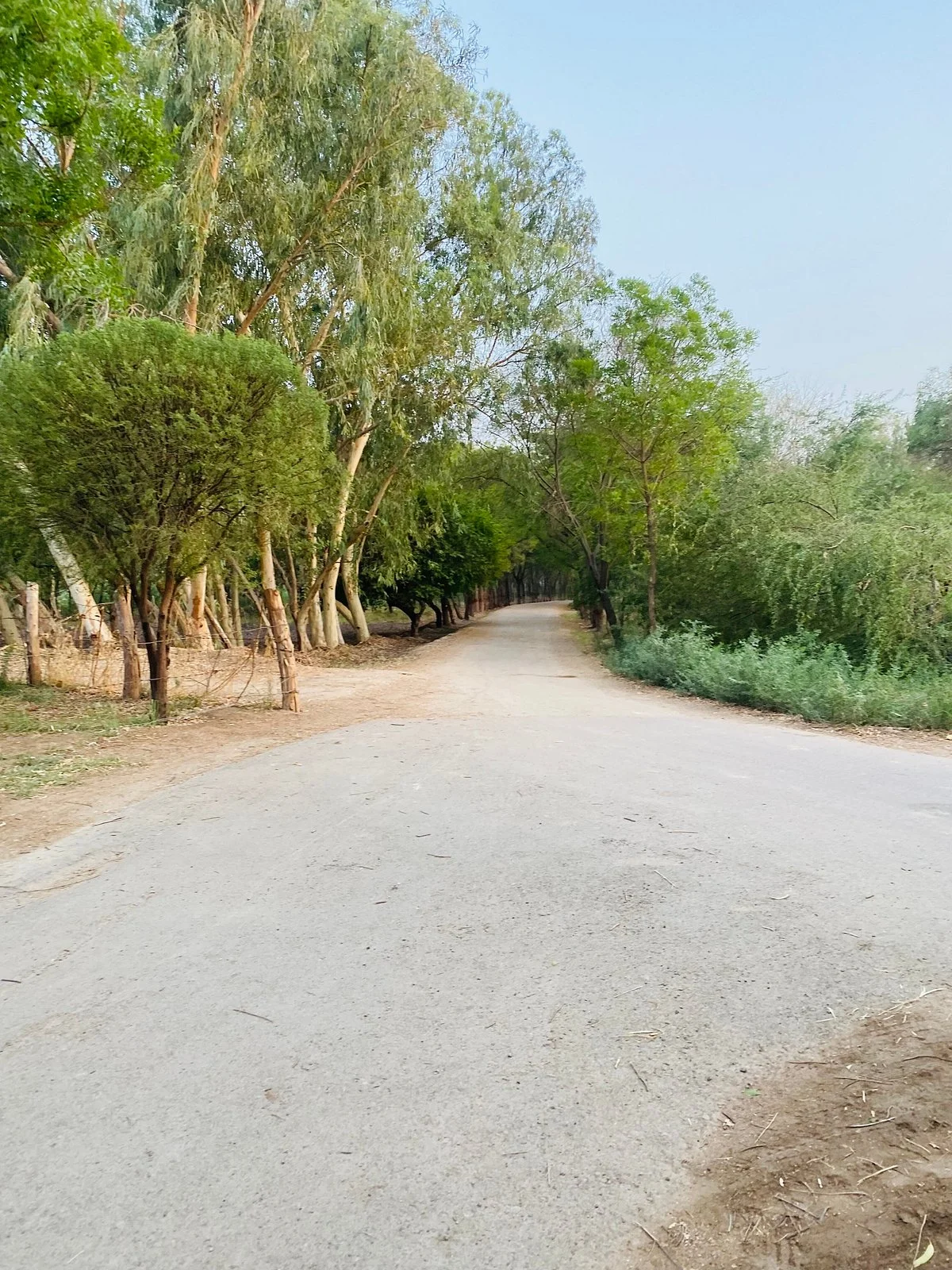 Miani Forest