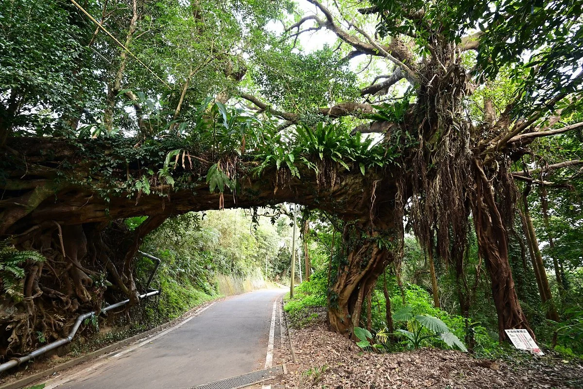 Arch of the Banyan Tree