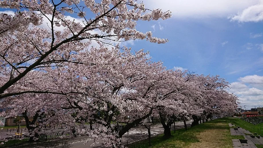 Ono River Cherry Blossom Avenue